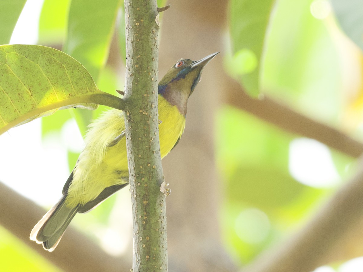 Brown-throated Sunbird - ML647268012