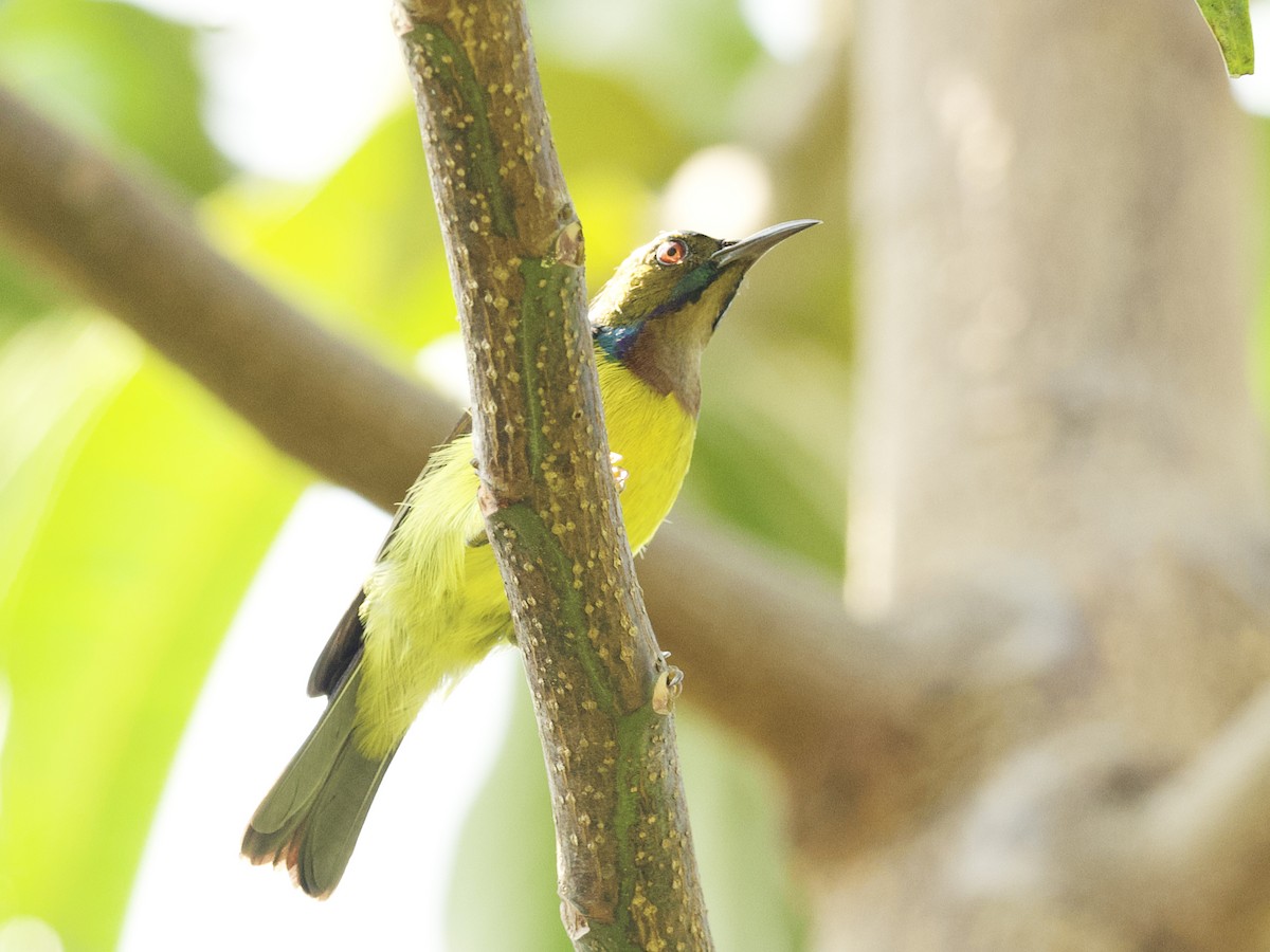 Brown-throated Sunbird - ML647268013