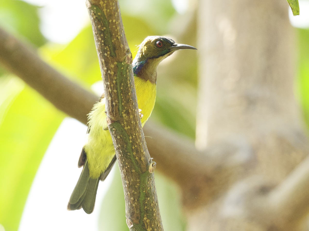 Brown-throated Sunbird - ML647268014