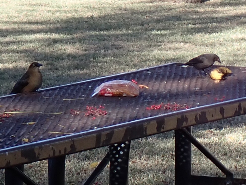 Красноглазый трупиал - ML647268015