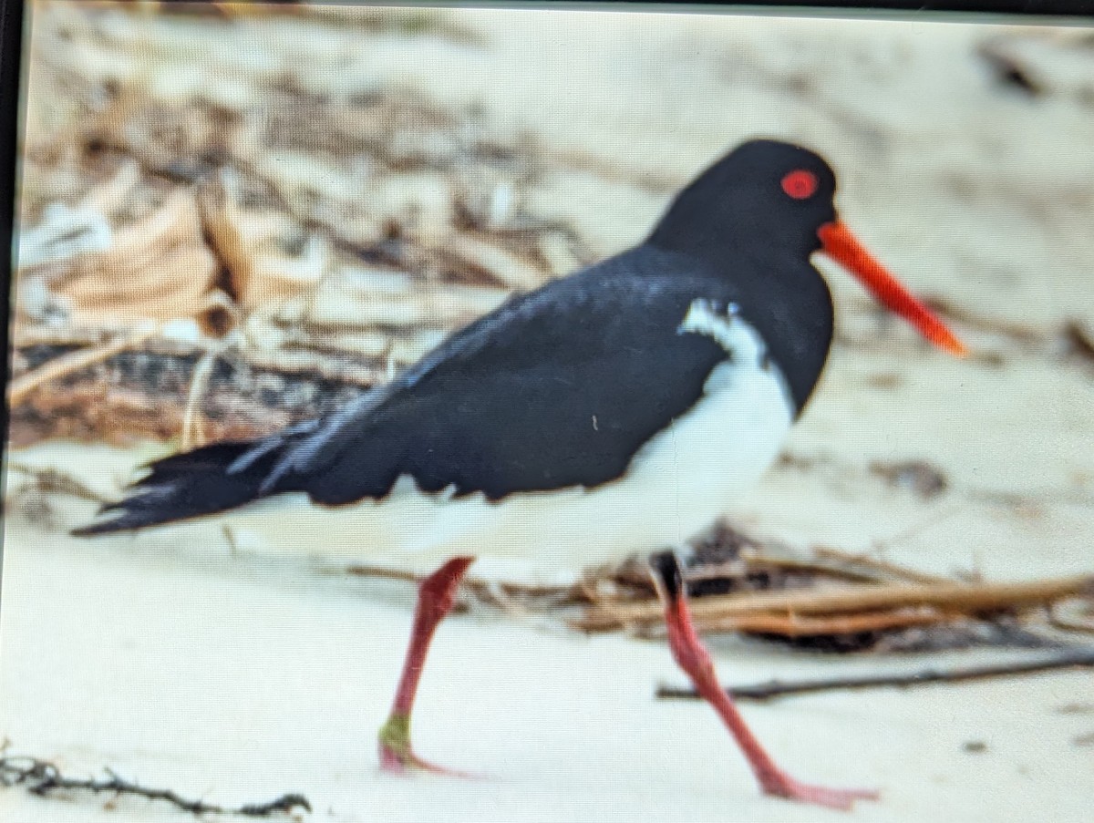 Pied Oystercatcher - ML647268020
