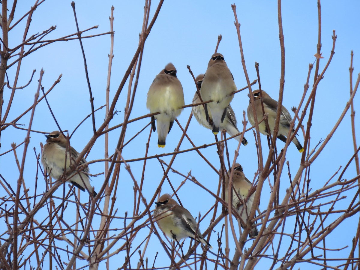Cedar Waxwing - ML647268021