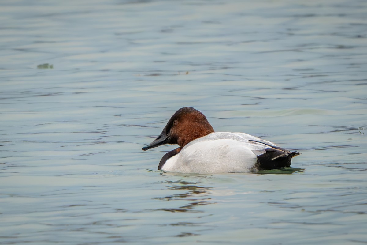 Canvasback - ML647268034