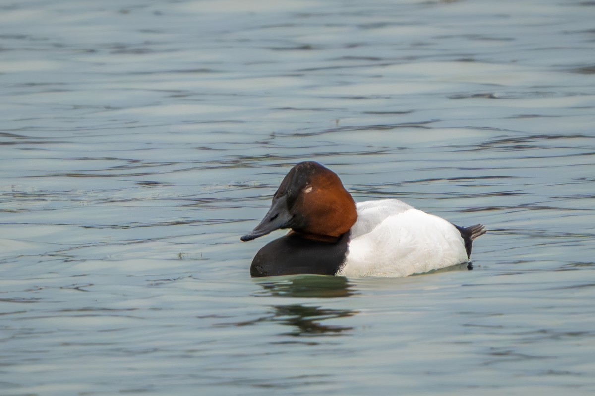 Canvasback - ML647268035