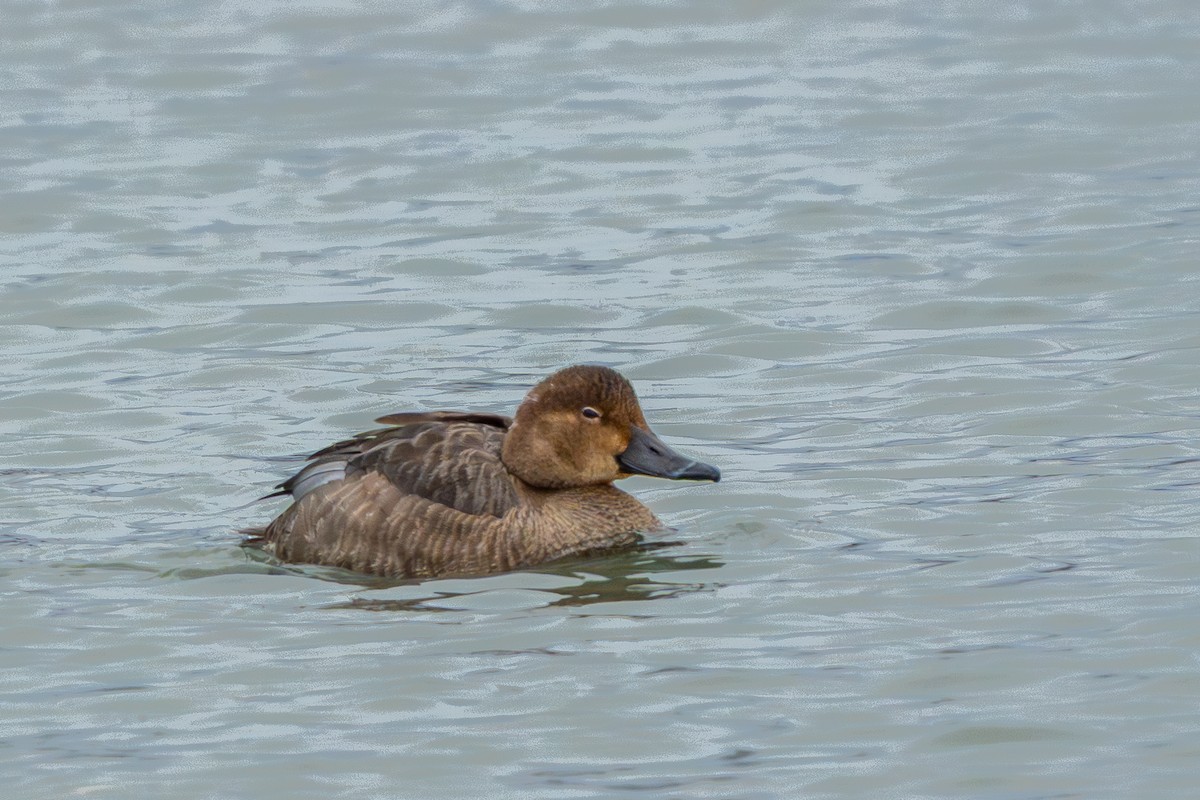 Redhead - ML647268040
