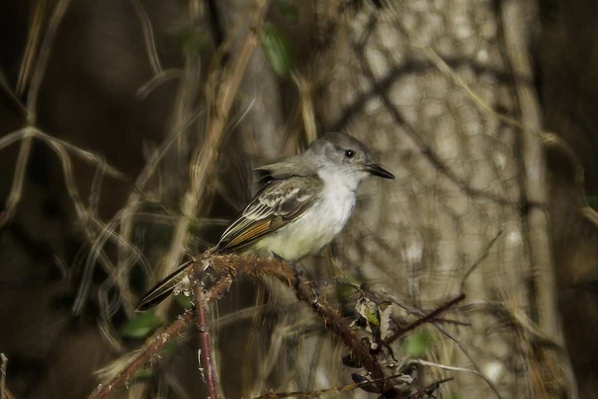 Ash-throated Flycatcher - ML647268045