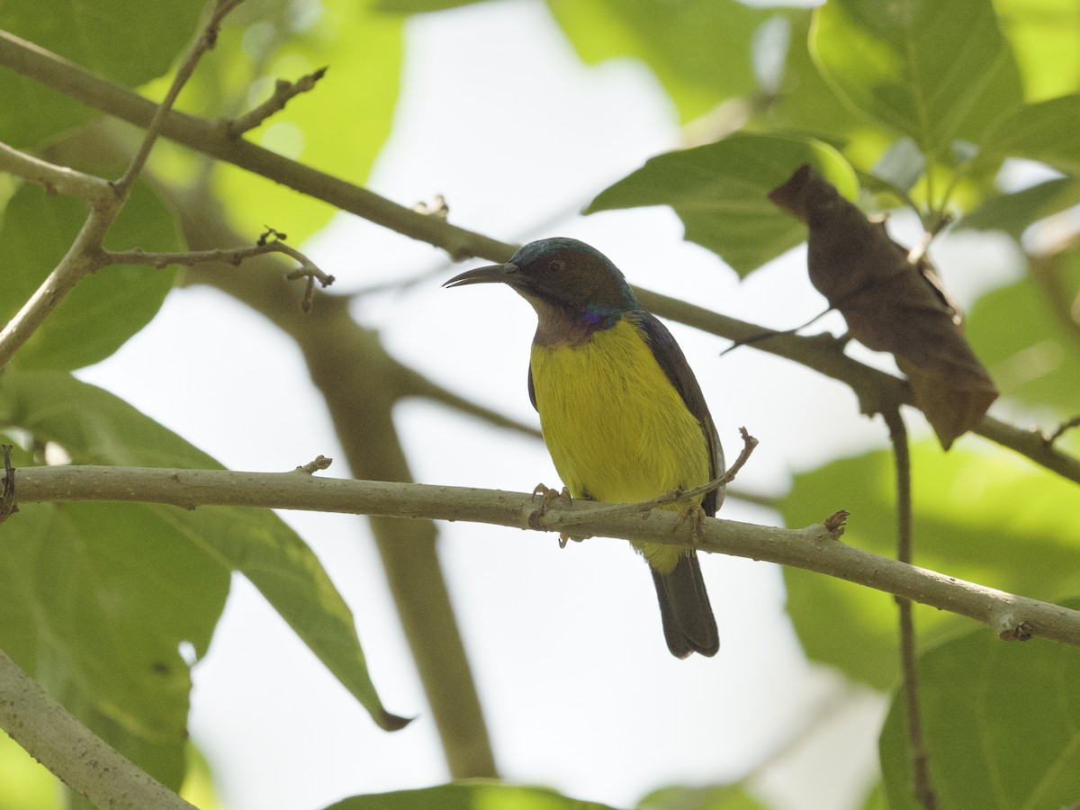 Brown-throated Sunbird - ML647268046