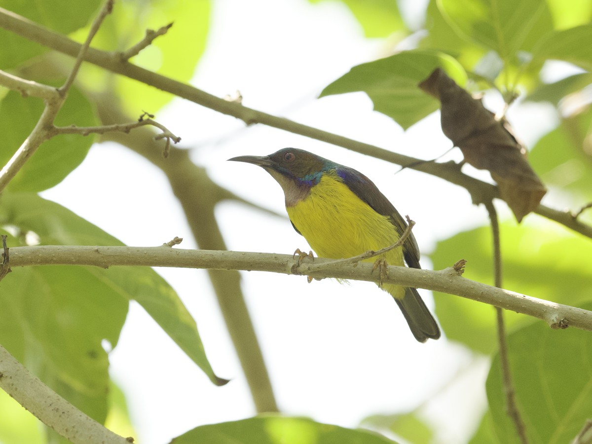 Brown-throated Sunbird - ML647268047
