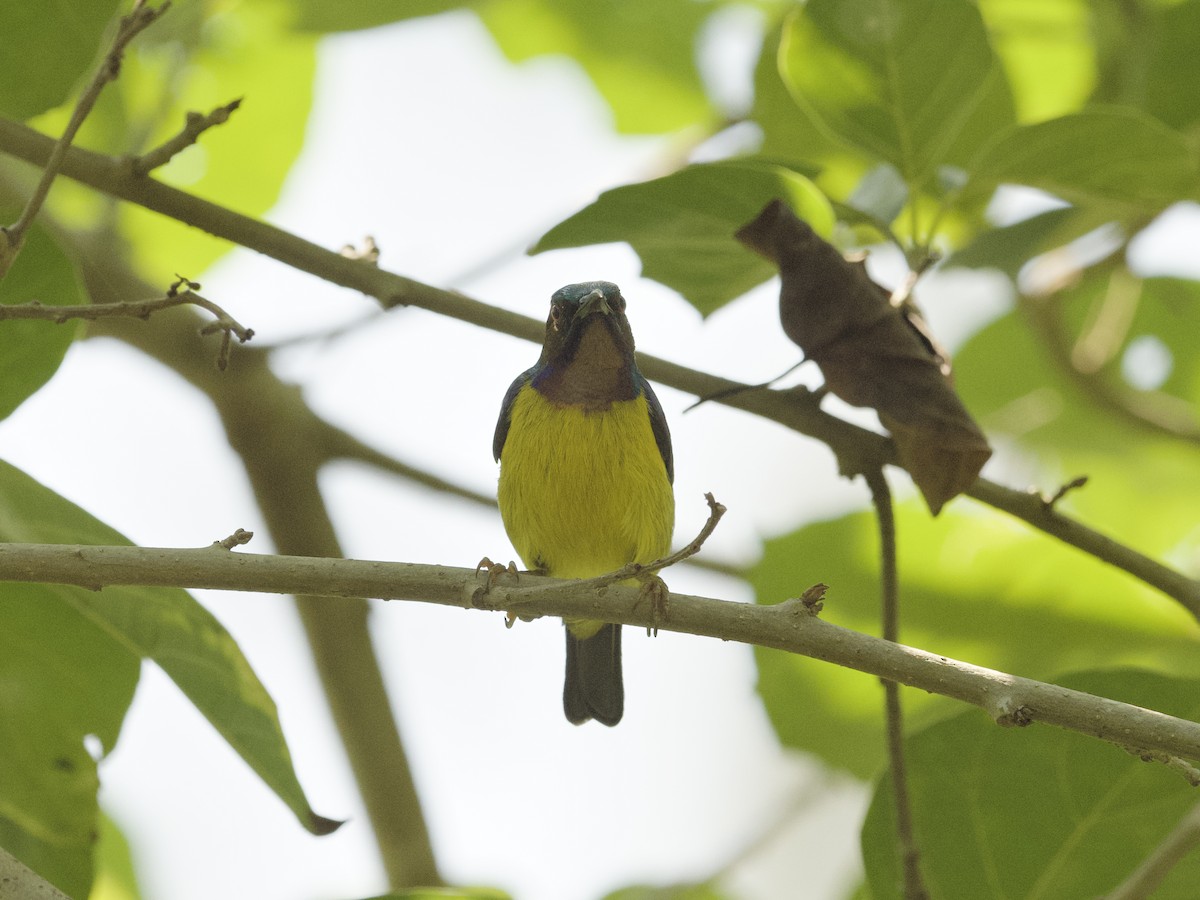 Brown-throated Sunbird - ML647268048