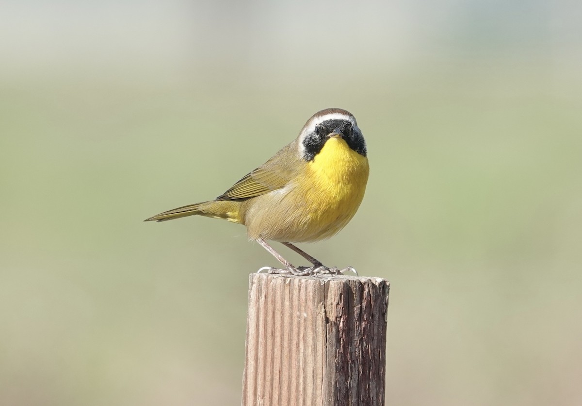Common Yellowthroat - ML647268054