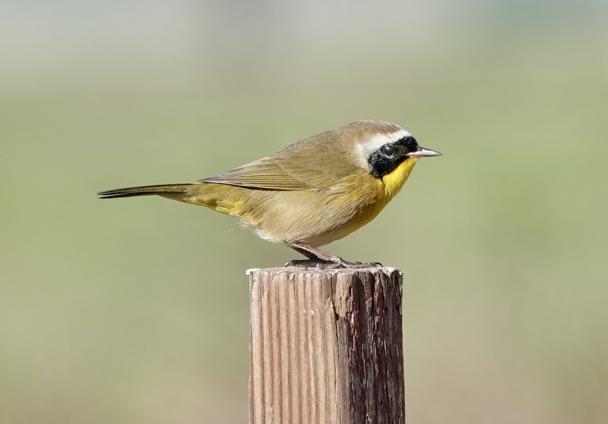 Common Yellowthroat - ML647268055