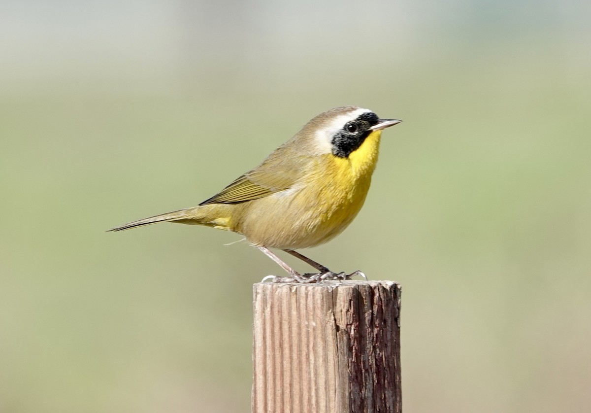 Common Yellowthroat - ML647268056