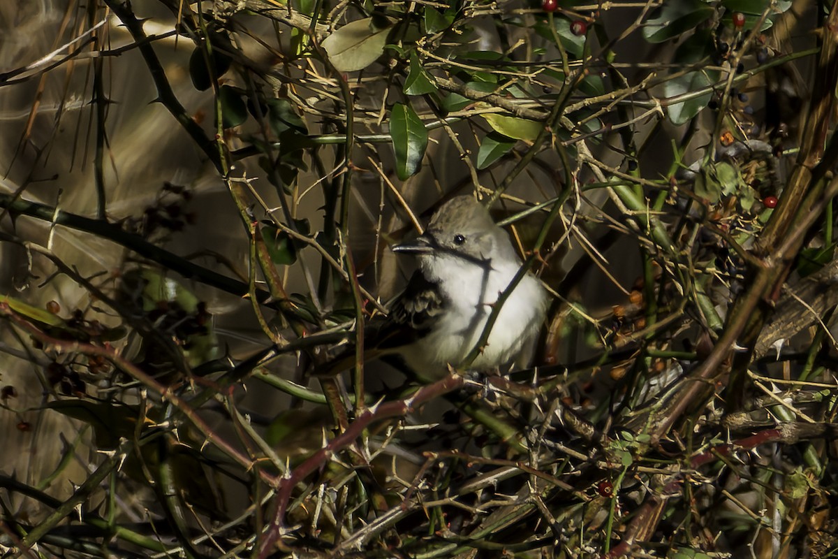 Ash-throated Flycatcher - ML647268057