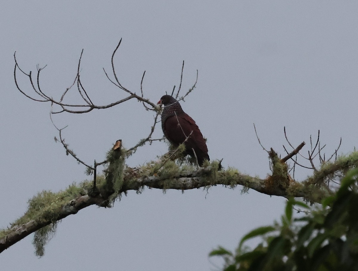 Scaled Pigeon - ML647268065