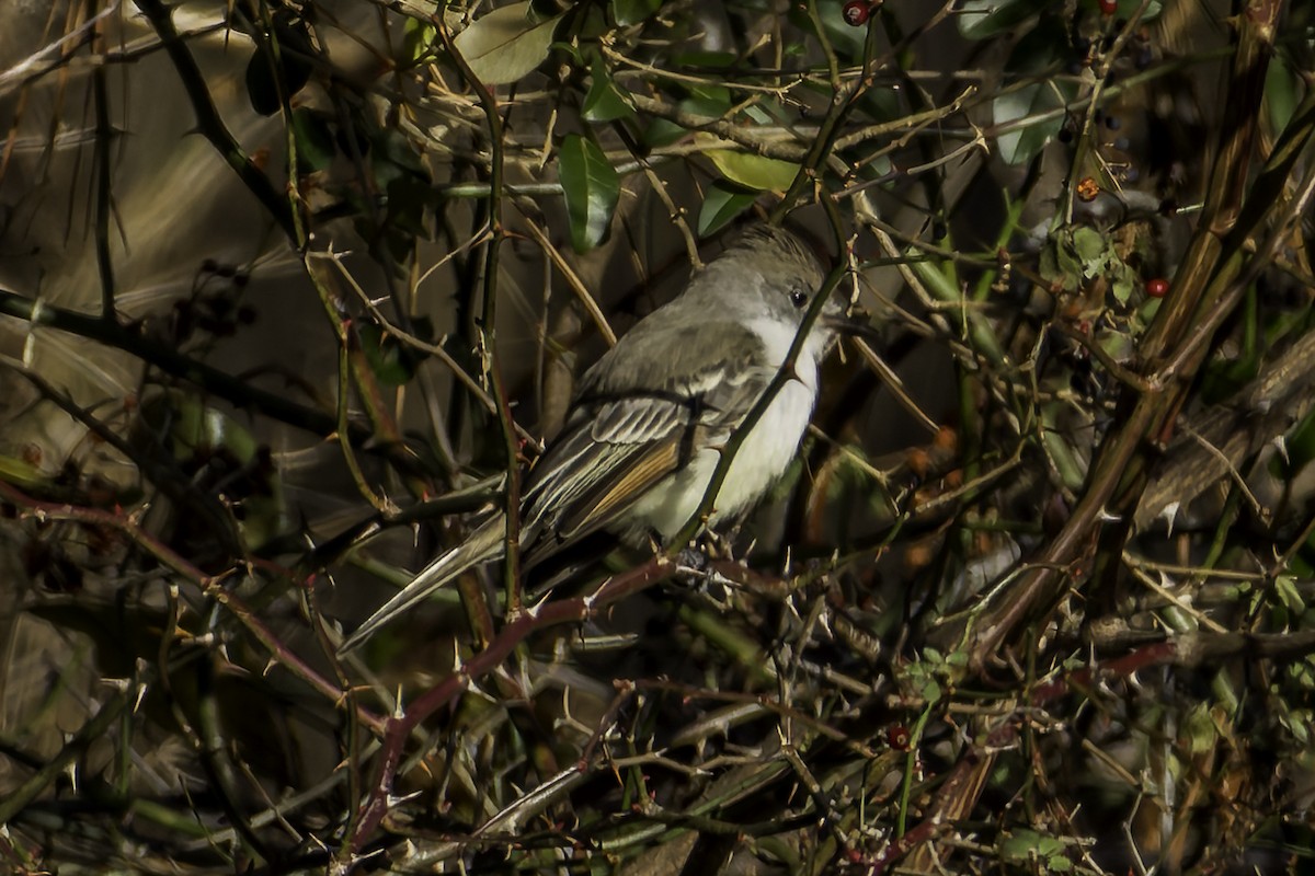 Ash-throated Flycatcher - ML647268073