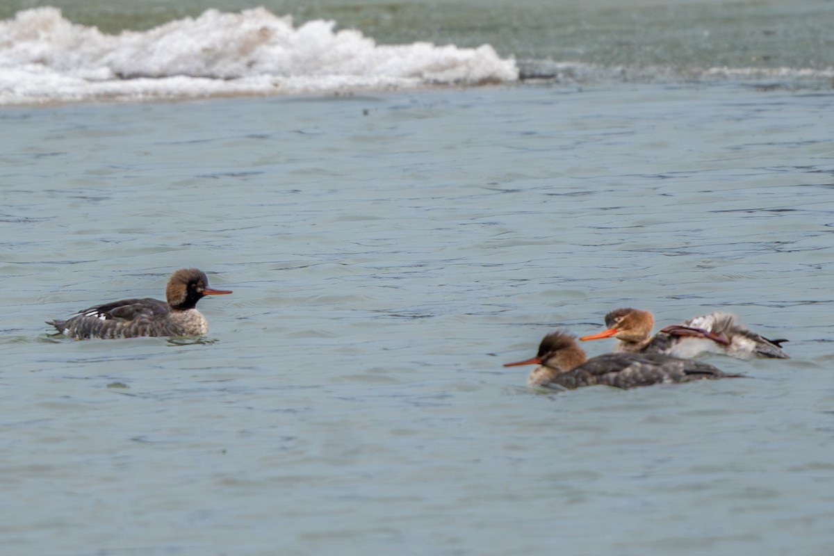 Serreta Mediana - ML647268074