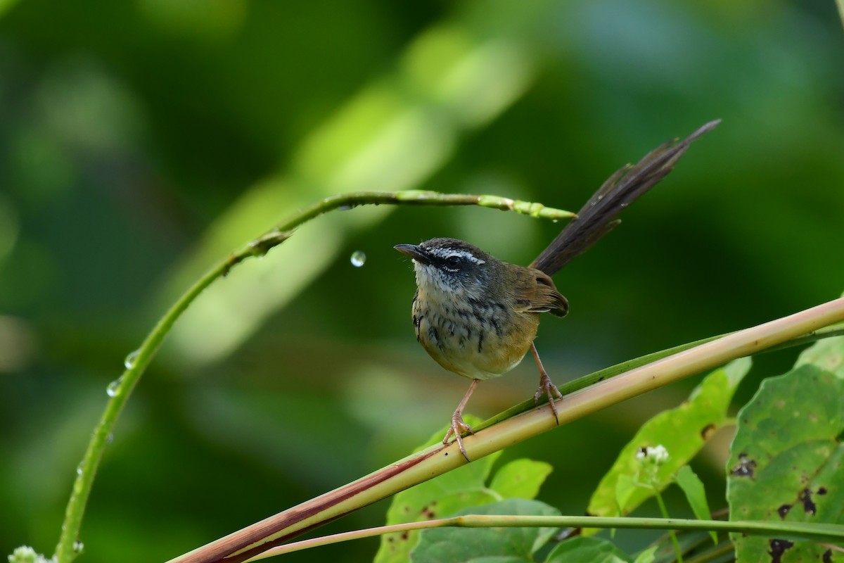Hill Prinia - ML647268088
