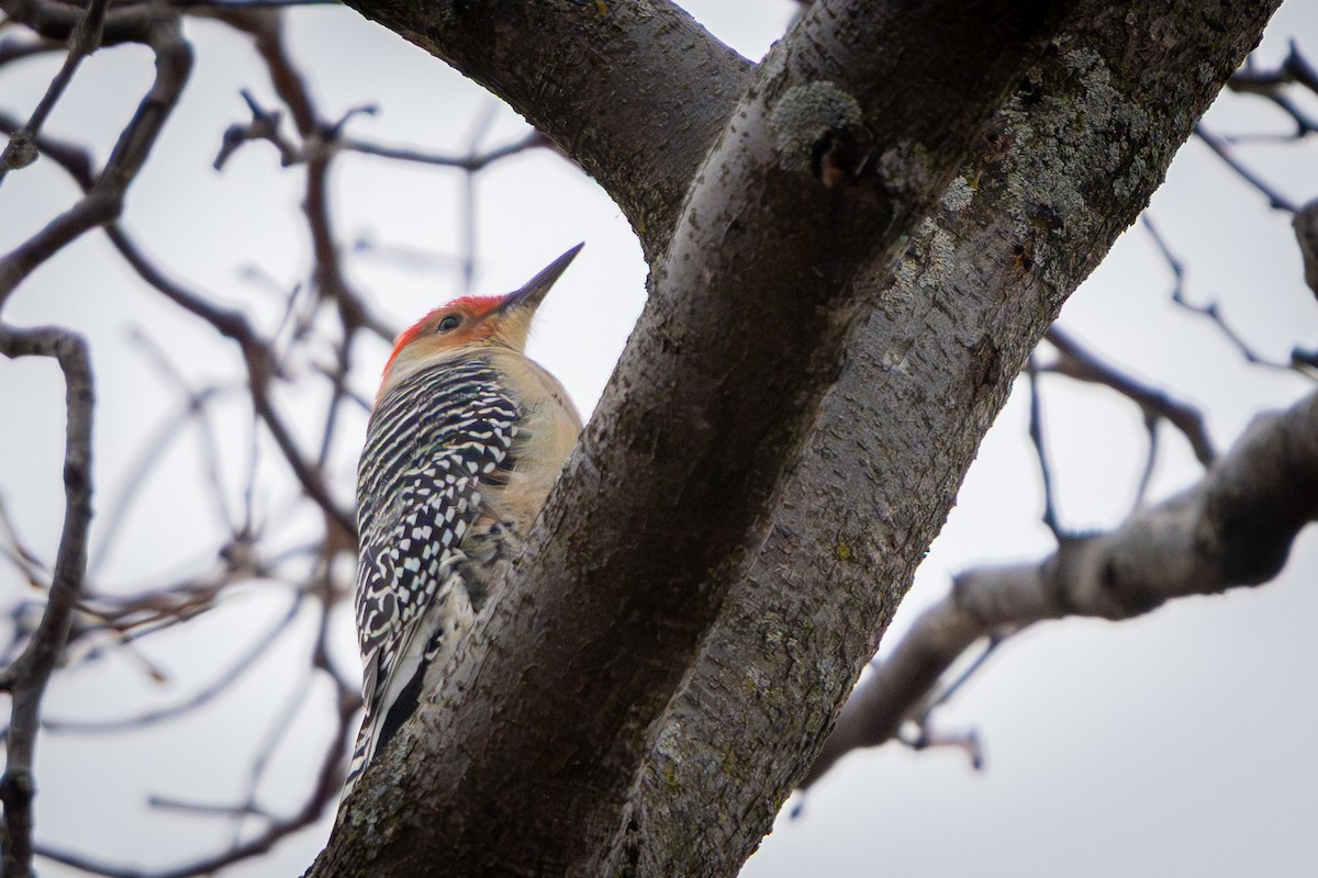 Red-bellied Woodpecker - ML647268097
