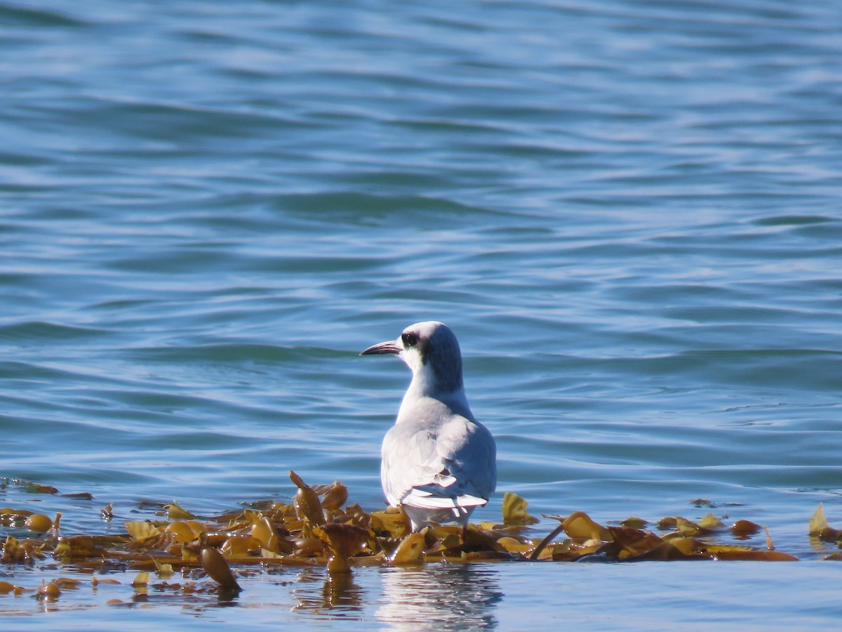 Forster's Tern - ML647268100