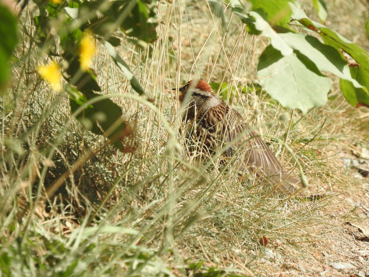 Chipping Sparrow - ML647268119