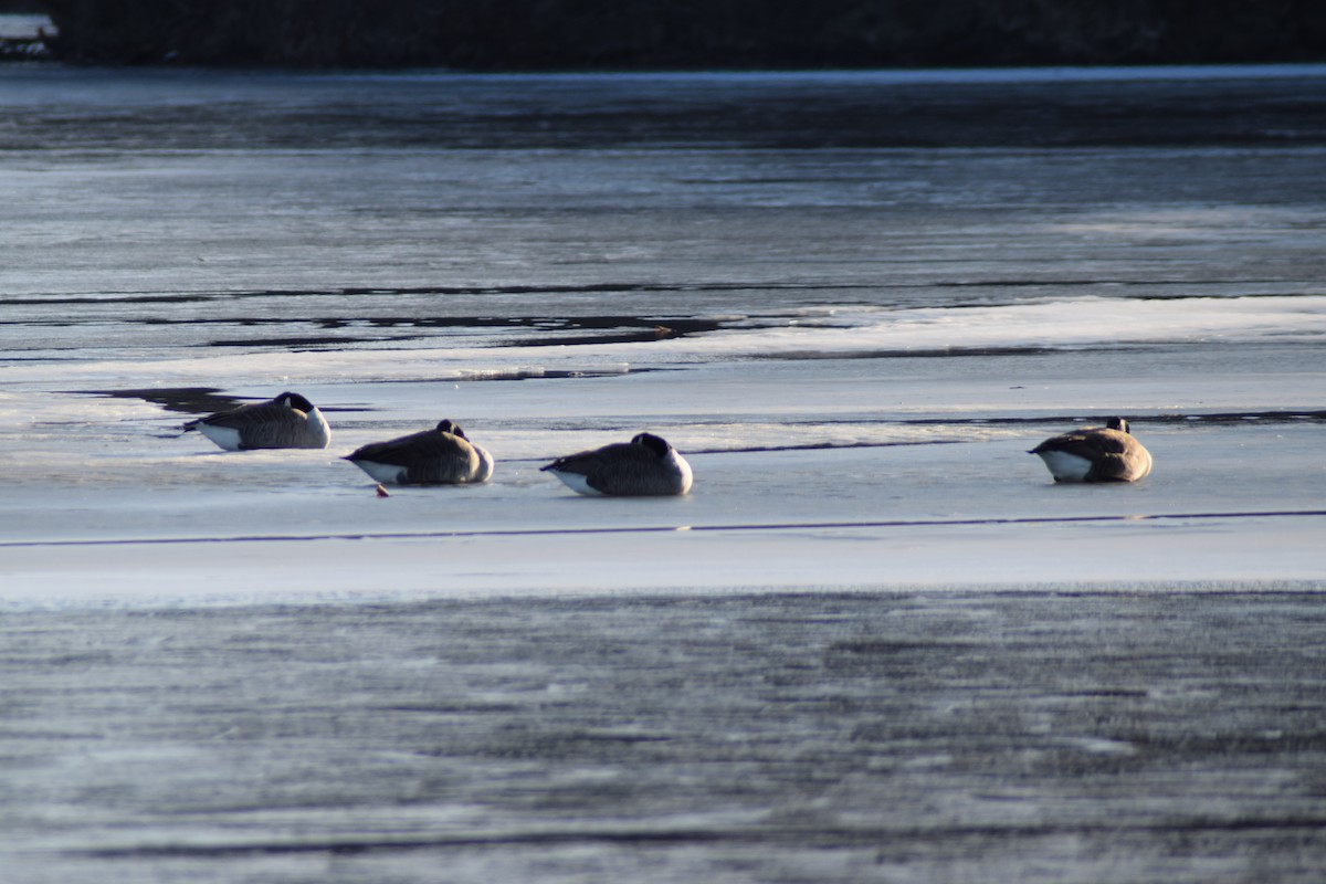 Canada Goose - ML647268122