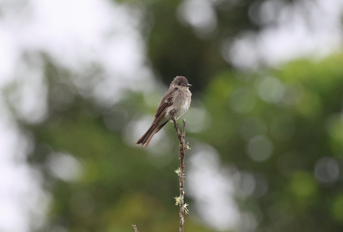 Pioui de l'Ouest - ML647268123