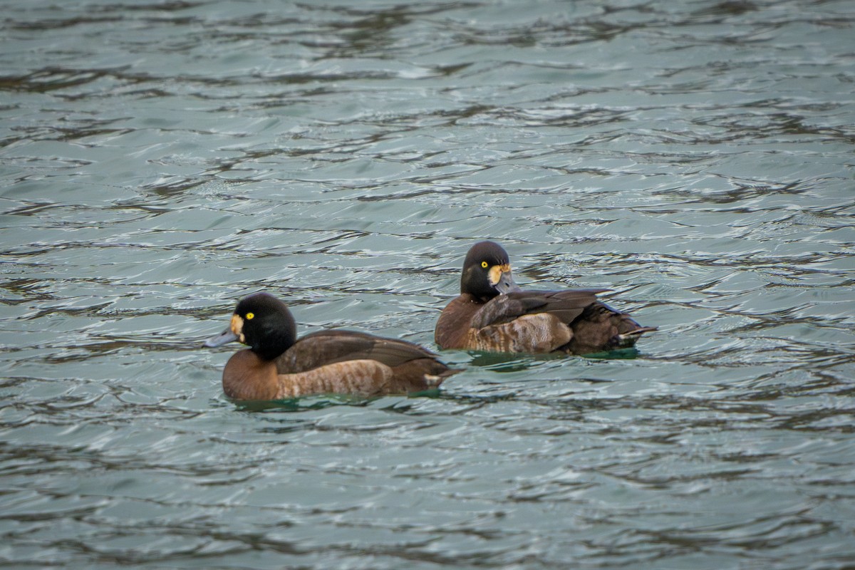 Морская чернеть - ML647268125