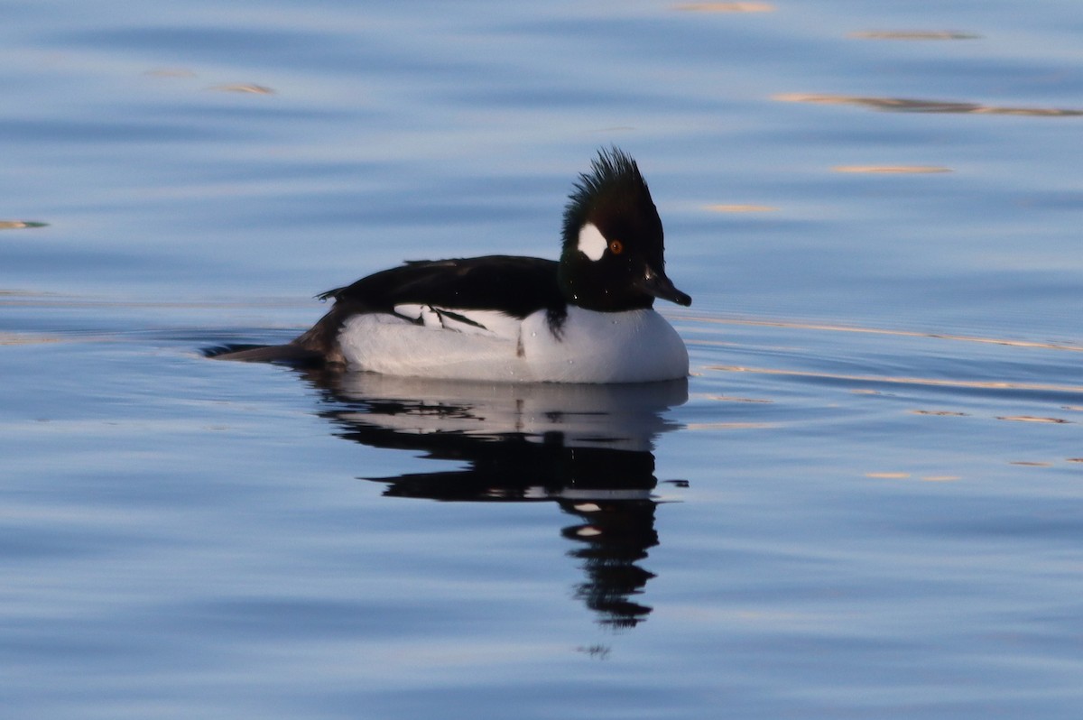 Bufflehead x Hooded Merganser (hybrid) - ML647268129