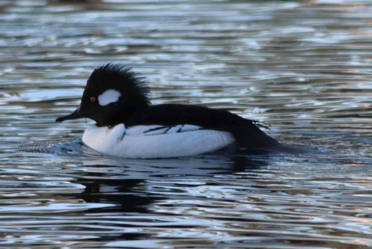 Bufflehead x Hooded Merganser (hybrid) - ML647268130
