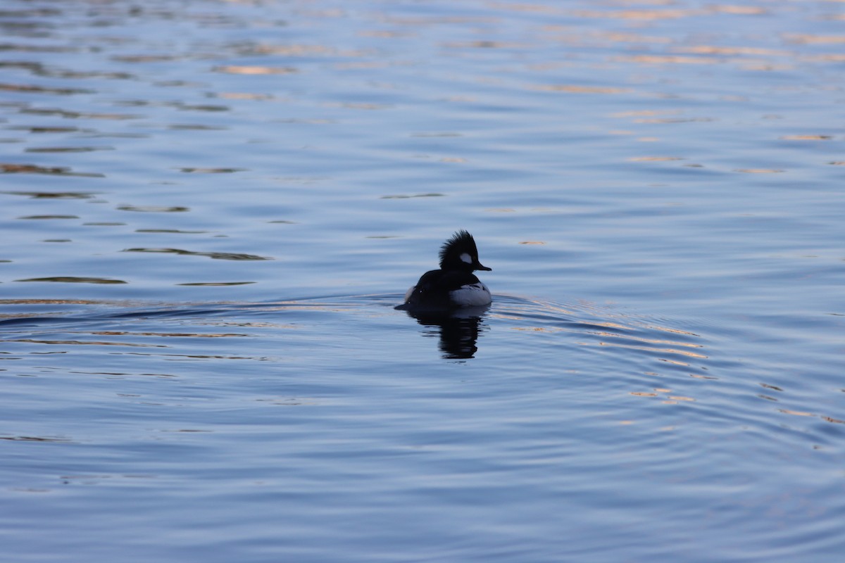 Bufflehead x Hooded Merganser (hybrid) - ML647268131