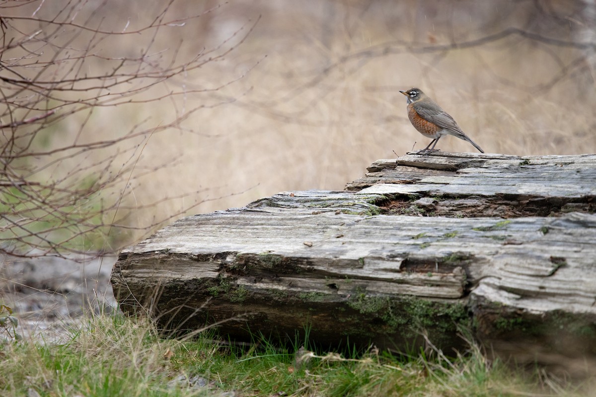 American Robin - ML647268132