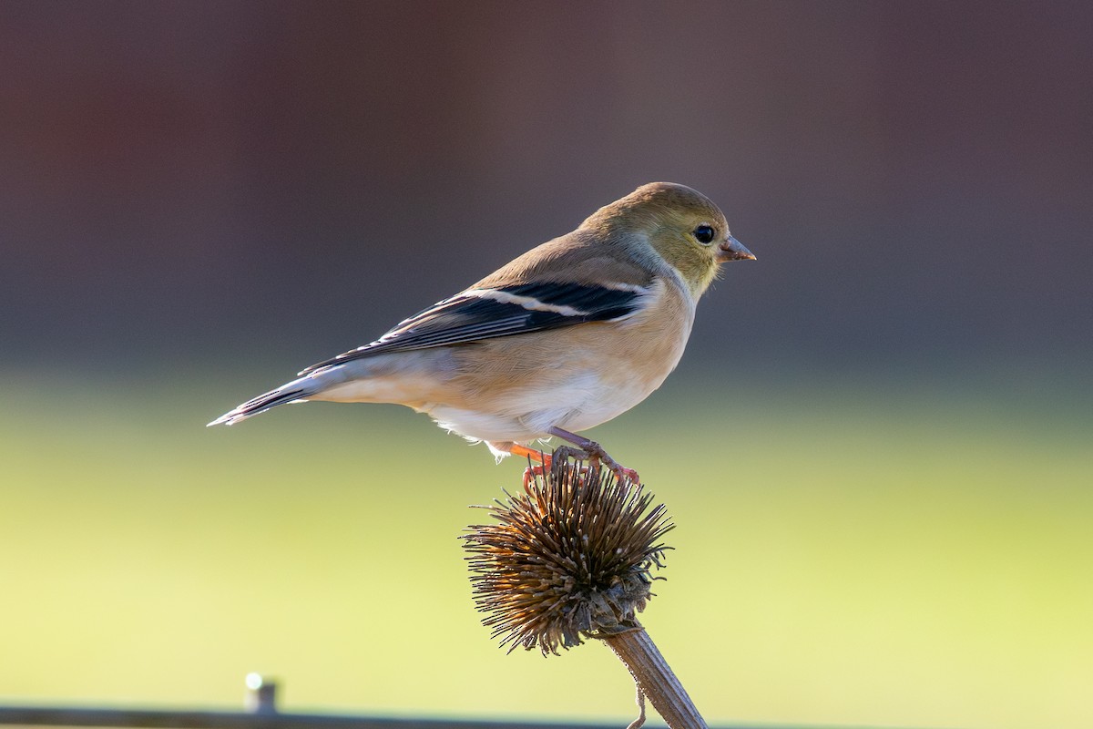 Chardonneret jaune - ML647268148