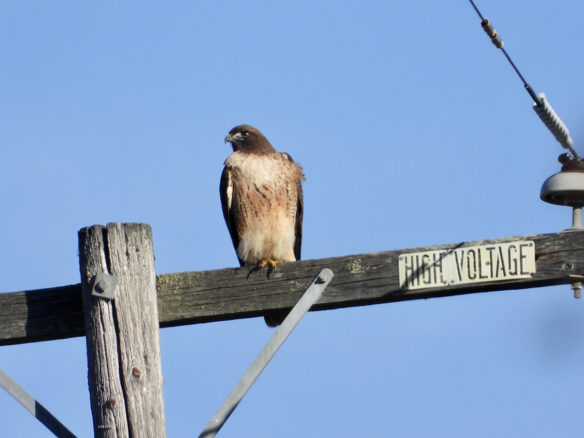 Red-tailed Hawk - ML647268149