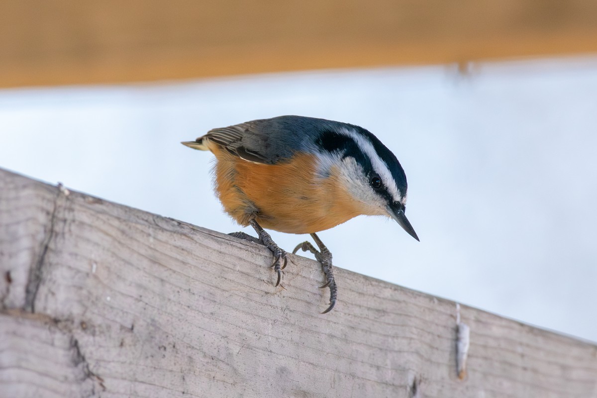 Red-breasted Nuthatch - ML647268151