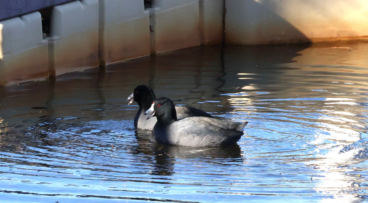 Focha Americana - ML647268155