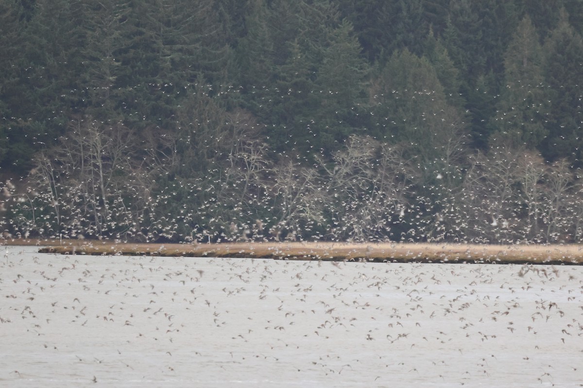 shorebird sp. - ML647268158