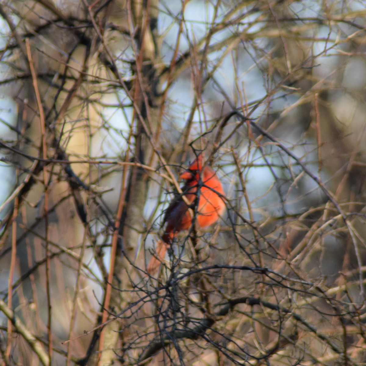 Кардинал червоний - ML647268159