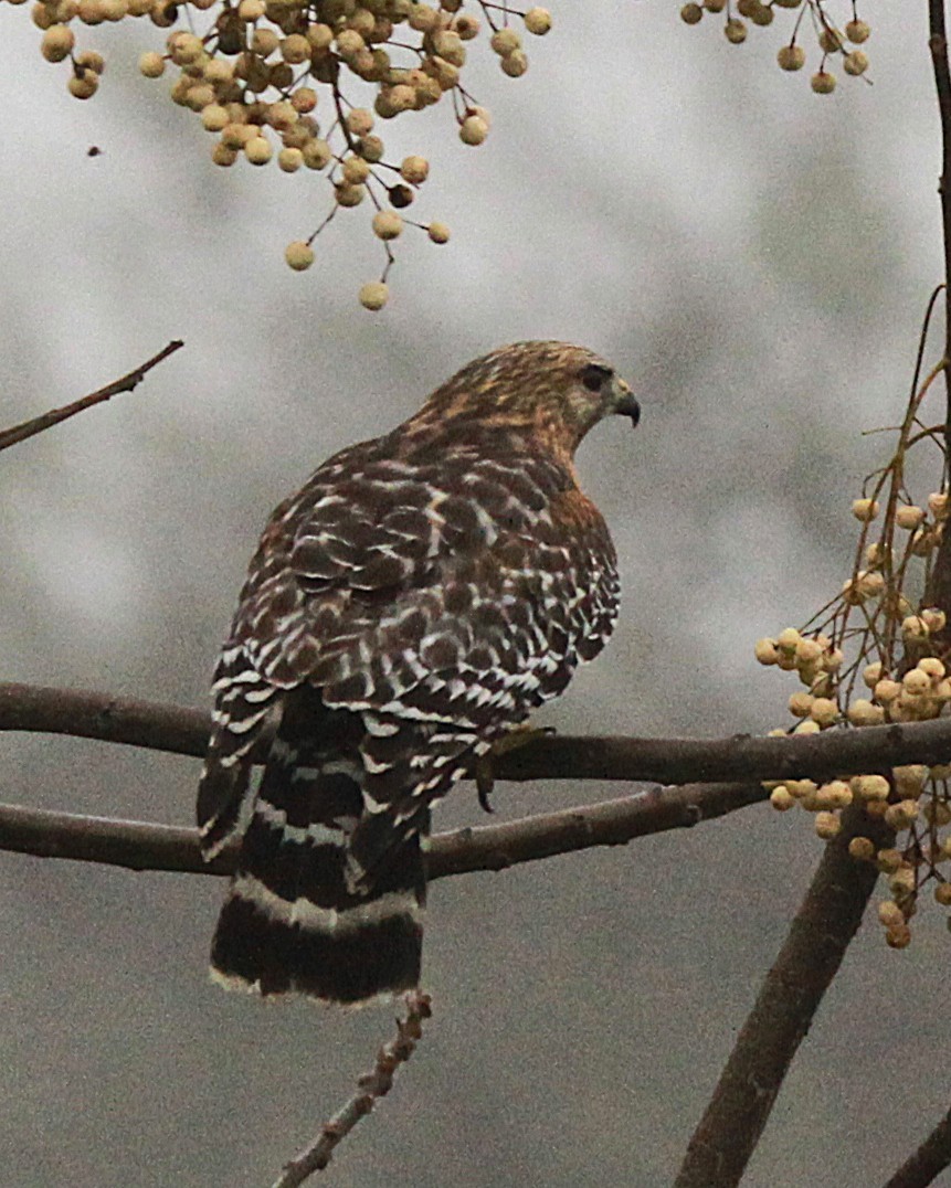 Red-shouldered Hawk - ML647268160