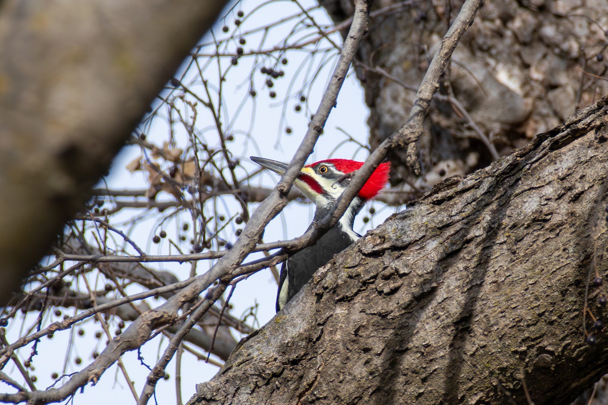 Pileated Woodpecker - ML647268167