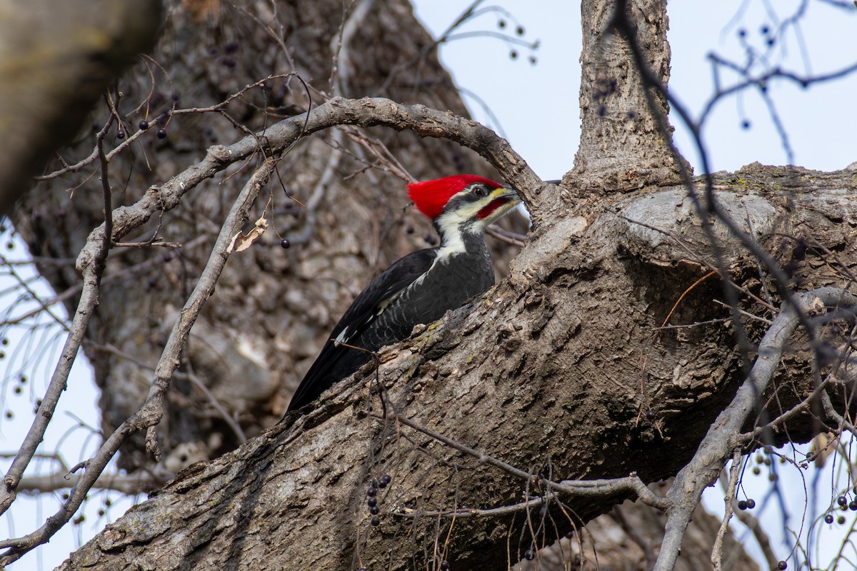 Pileated Woodpecker - ML647268168