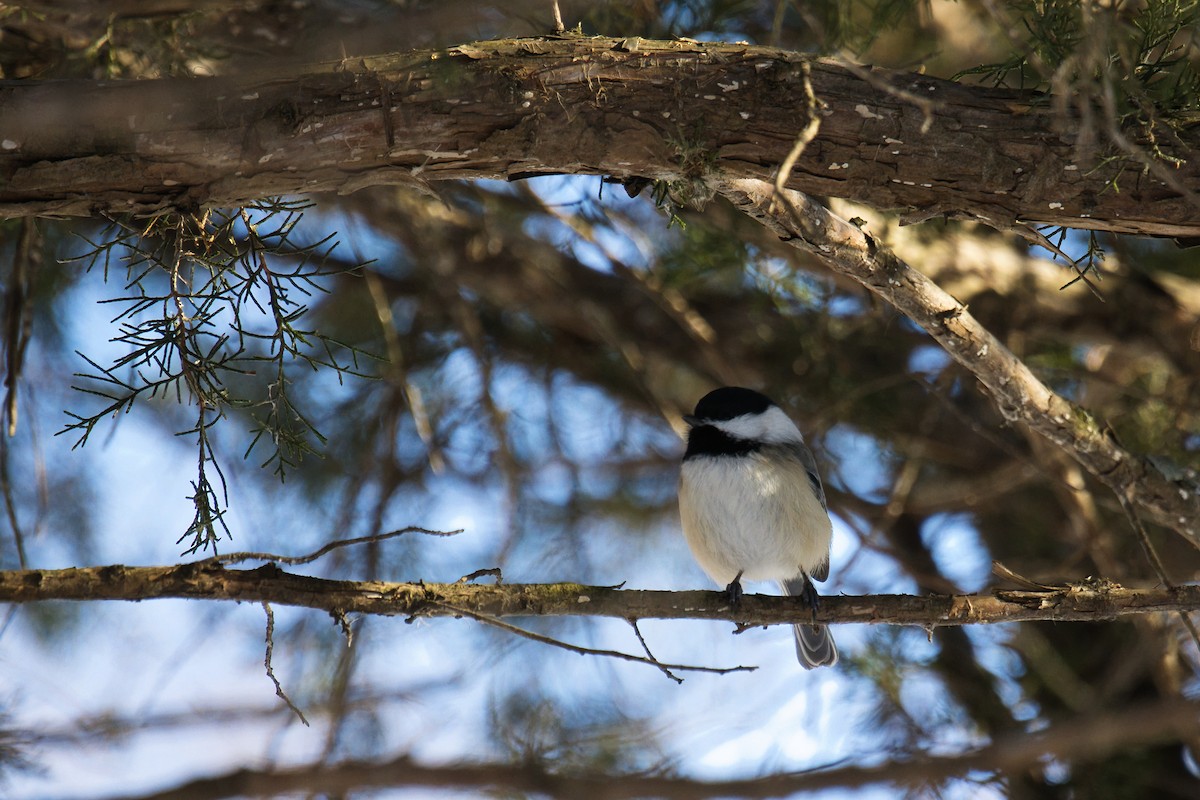 Black-capped Chickadee - ML647268169