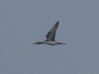 Red-throated Loon - ML647268173