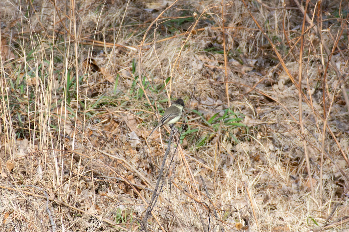 Eastern Phoebe - ML647268178