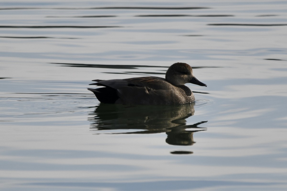 Boz Ördek - ML647268181