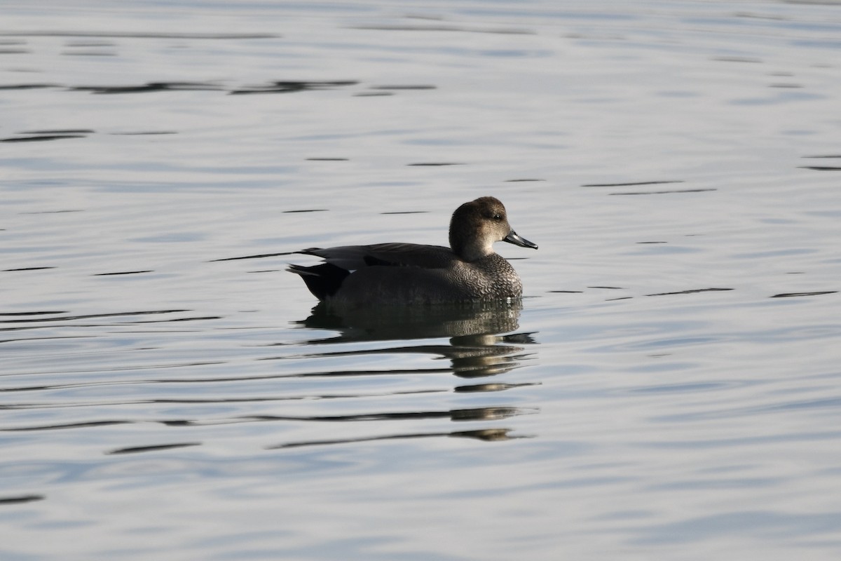 Boz Ördek - ML647268182