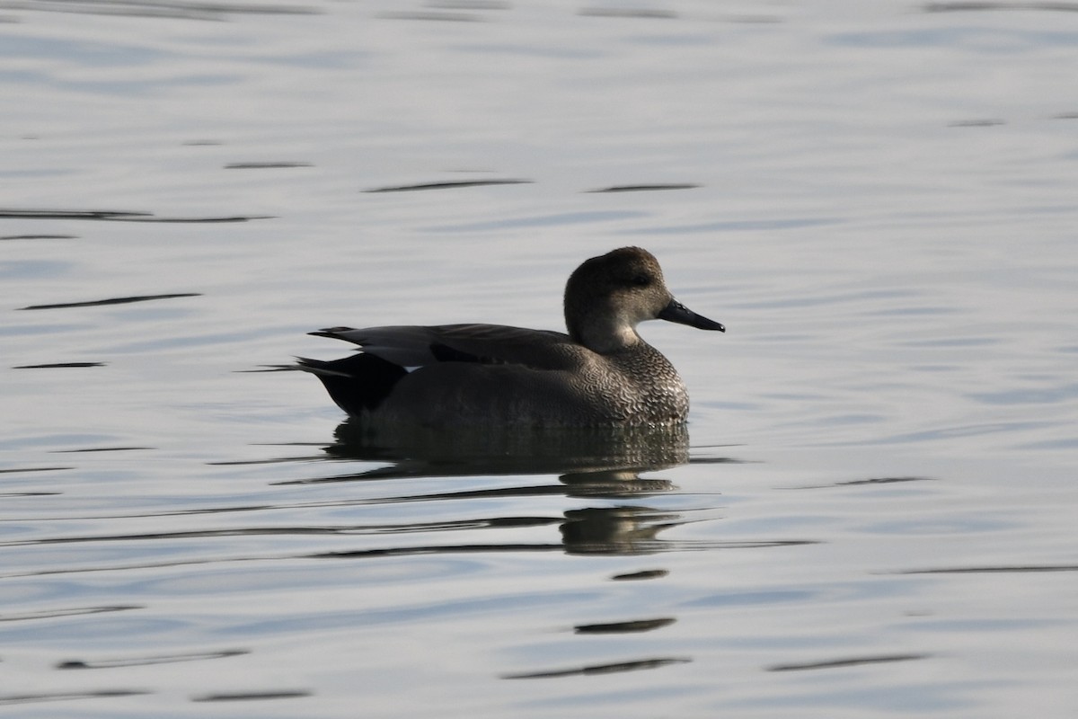 Boz Ördek - ML647268184