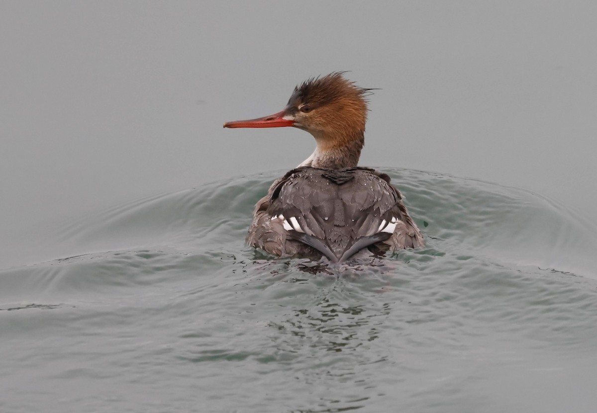 Serreta Mediana - ML647268191