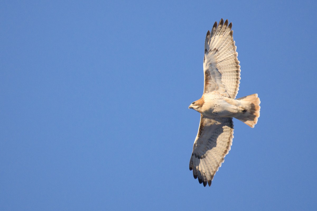 Red-tailed Hawk (borealis) - ML647268193