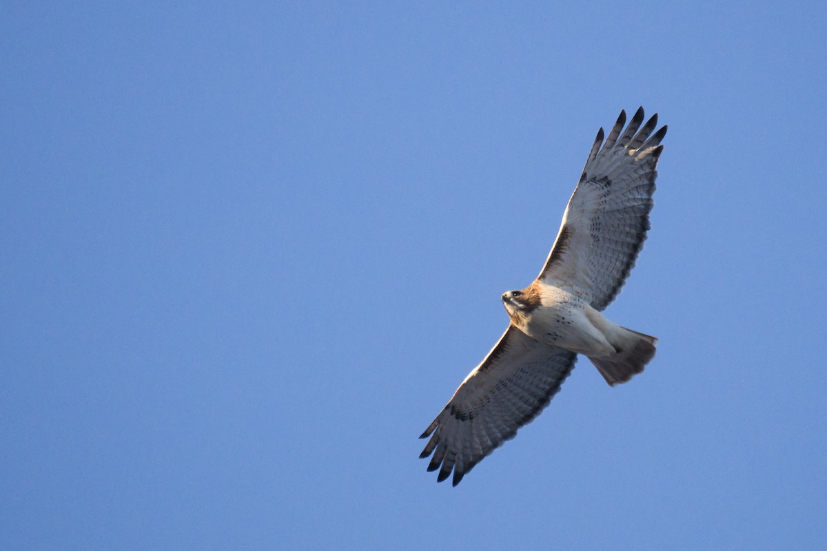 Red-tailed Hawk (borealis) - ML647268195
