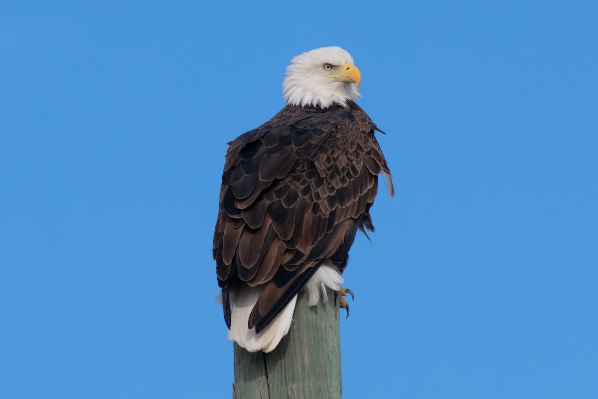 Bald Eagle - ML647268198